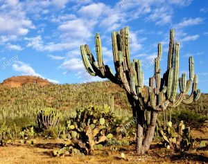 Typical cactus on route into Mexico City